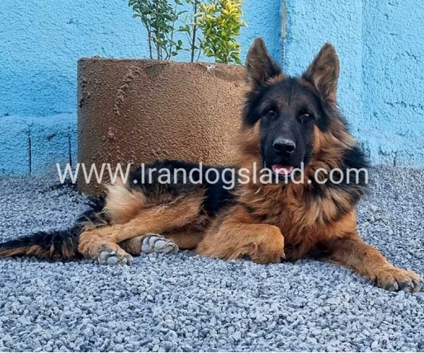 مولد ژرمن شپرد اصیل - MO82