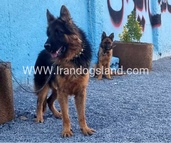 مولد ژرمن شپرد اصیل - MO82