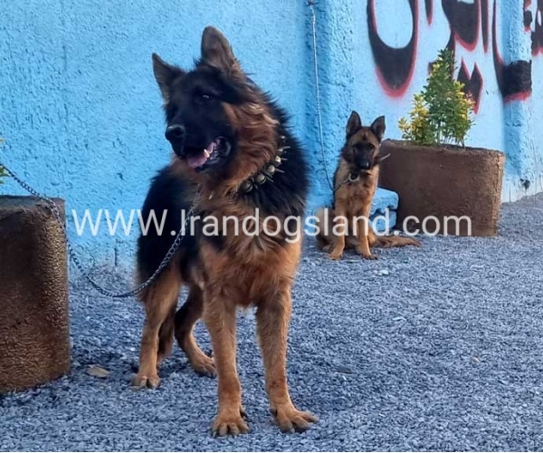 مولد ژرمن شپرد اصیل - MO82