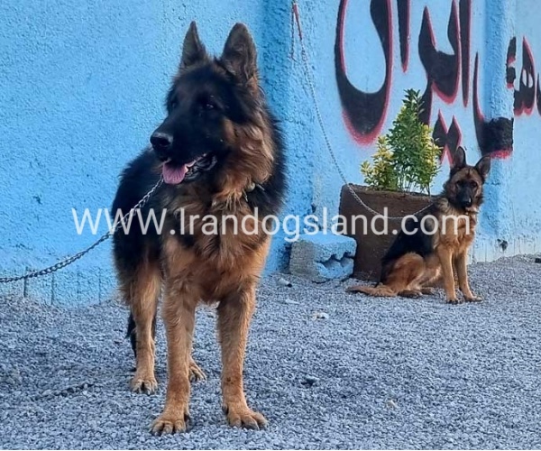 مولد ژرمن شپرد اصیل - MO82