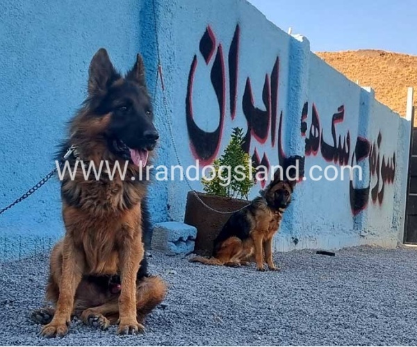 مولد ژرمن شپرد اصیل - MO82