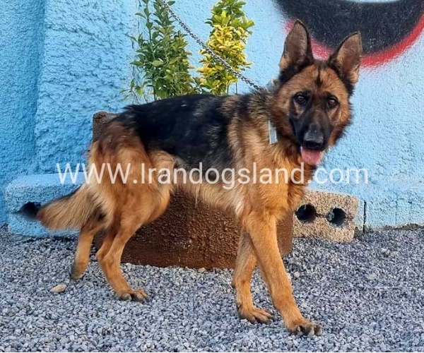 مولد ژرمن شپرد اصیل - MO82