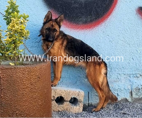 مولد ژرمن شپرد اصیل - MO82