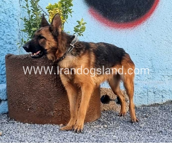 مولد ژرمن شپرد اصیل - MO82