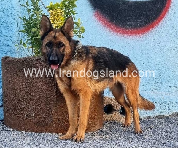 مولد ژرمن شپرد اصیل - MO82