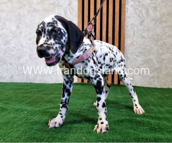 twlh-dalmyshn-dalmation-200_2