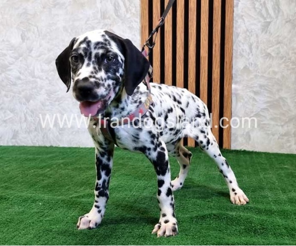 twlh-dalmyshn-dalmation-200_4