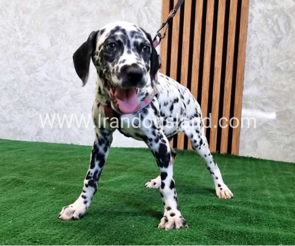 twlh-dalmyshn-dalmation-200_5