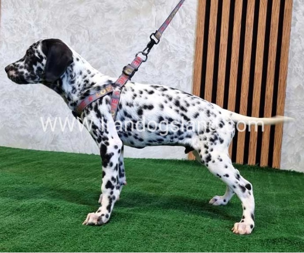 twlh-dalmyshn-dalmation-200_6