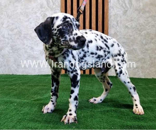 twlh-dalmyshn-dalmation-200_7