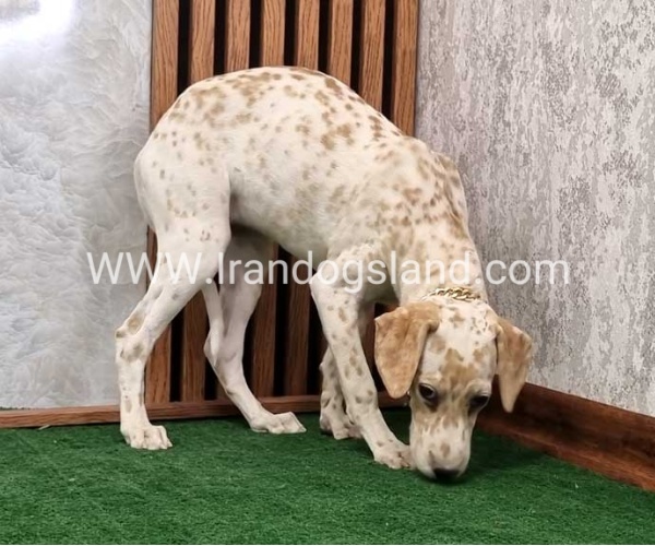 twlh-dalmyshn-dalmation-208_5