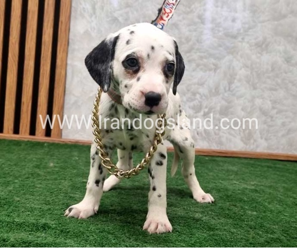twlh-dalmyshn-dalmation-209_1_638776817