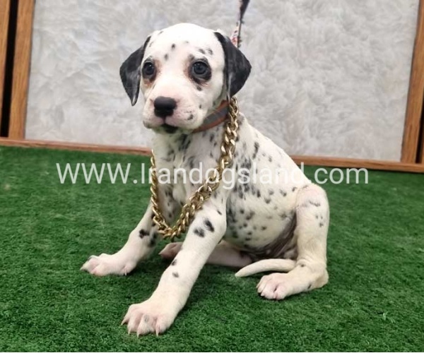 twlh-dalmyshn-dalmation-209_4_1314236742