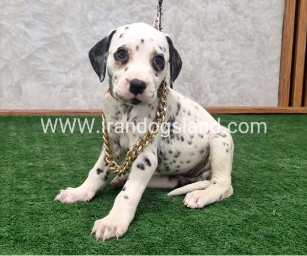 twlh-dalmyshn-dalmation-209_5_816403655