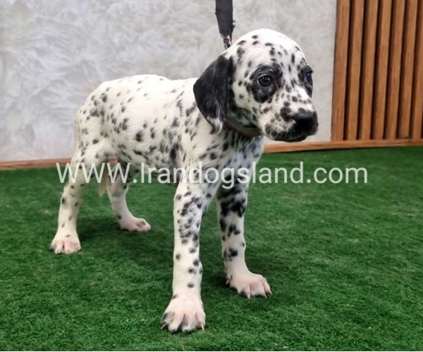 twlh-dalmyshn-dalmation-210_5