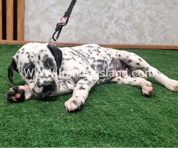 twlh-dalmyshn-dalmation-210_9