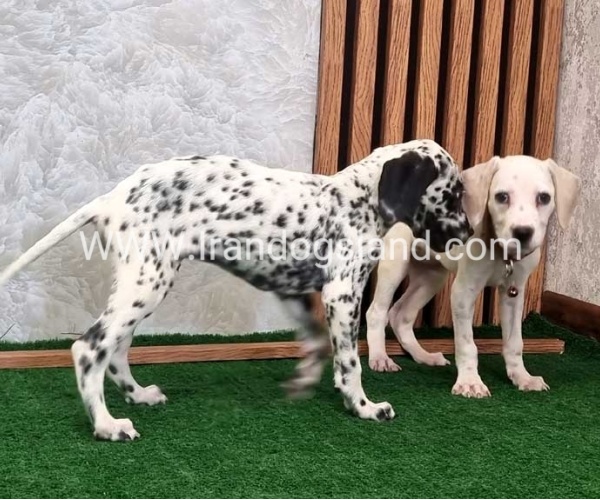 twlh-dalmyshn-dalmation-212_3