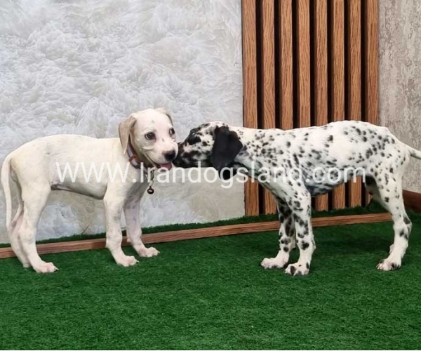 twlh-dalmyshn-dalmation-212_4