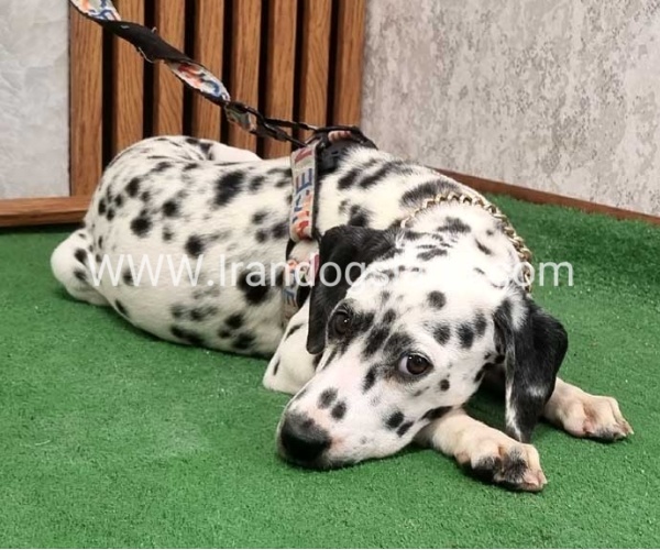 twlh-dalmyshn-dalmation-213_1