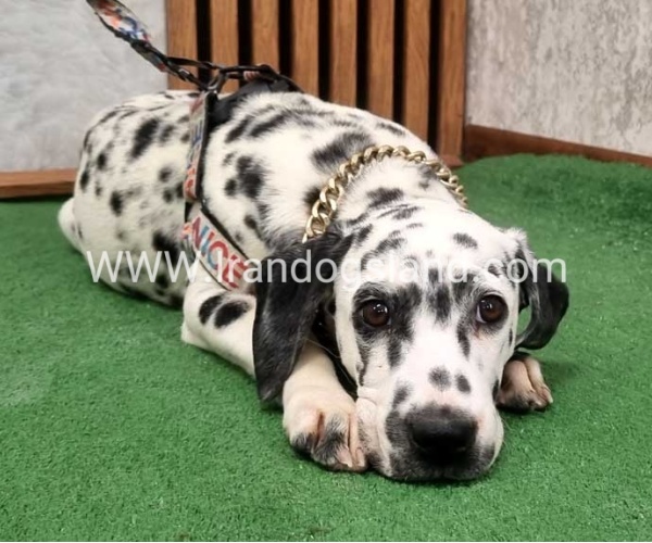 twlh-dalmyshn-dalmation-213_11