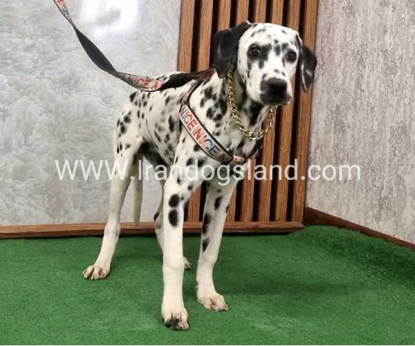 twlh-dalmyshn-dalmation-213_2