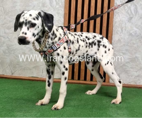 twlh-dalmyshn-dalmation-213_3