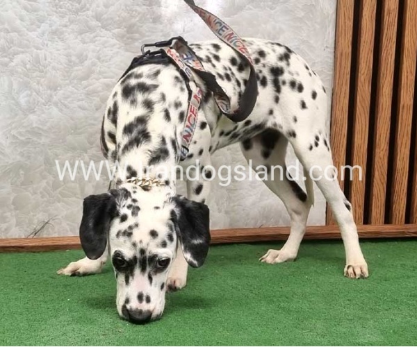 twlh-dalmyshn-dalmation-213_4