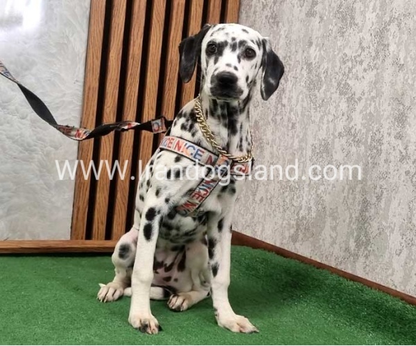 twlh-dalmyshn-dalmation-213_5