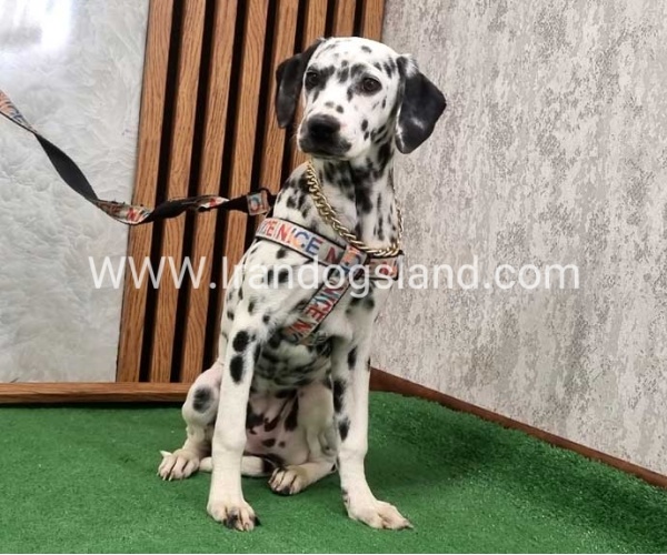 twlh-dalmyshn-dalmation-213_6