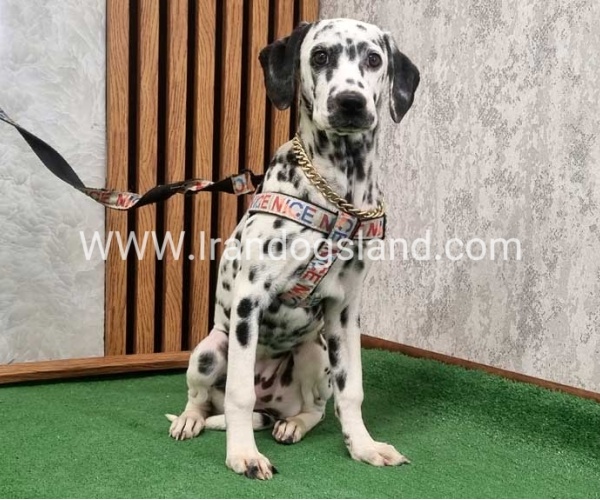 twlh-dalmyshn-dalmation-213_7