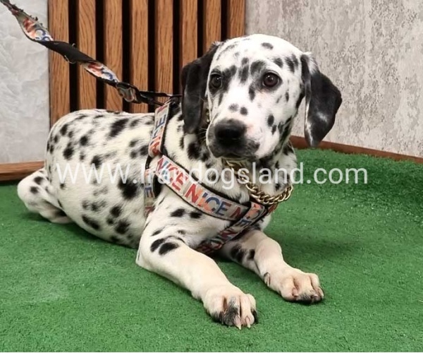 twlh-dalmyshn-dalmation-213_8