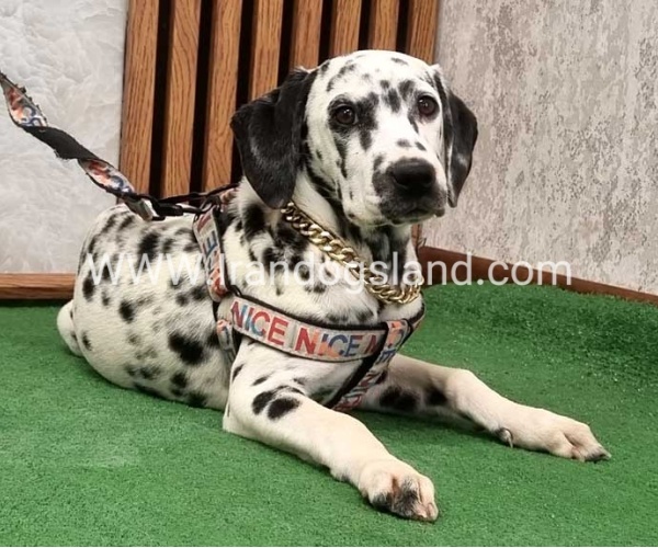 twlh-dalmyshn-dalmation-213_9