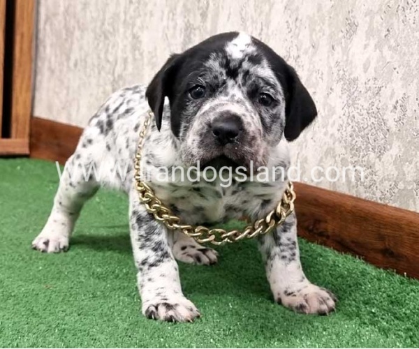 twlh-dalmyshn-dalmation-214_2