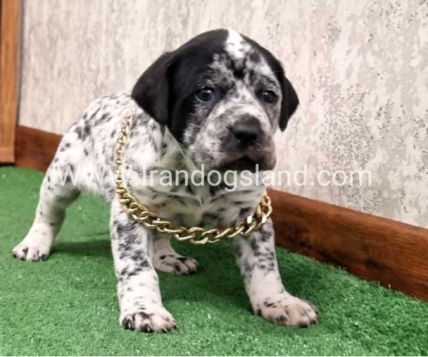 twlh-dalmyshn-dalmation-214_3