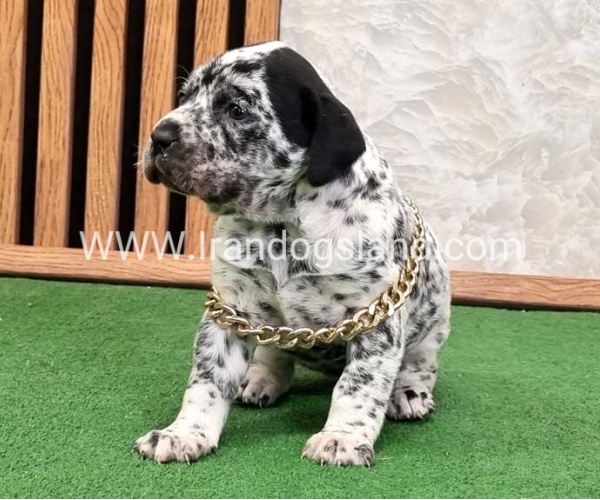 twlh-dalmyshn-dalmation-214_4