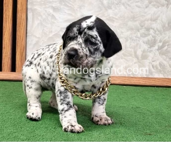 twlh-dalmyshn-dalmation-214_5