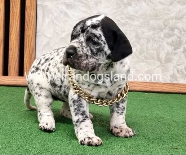 twlh-dalmyshn-dalmation-214_6