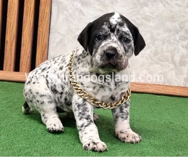 twlh-dalmyshn-dalmation-214_7