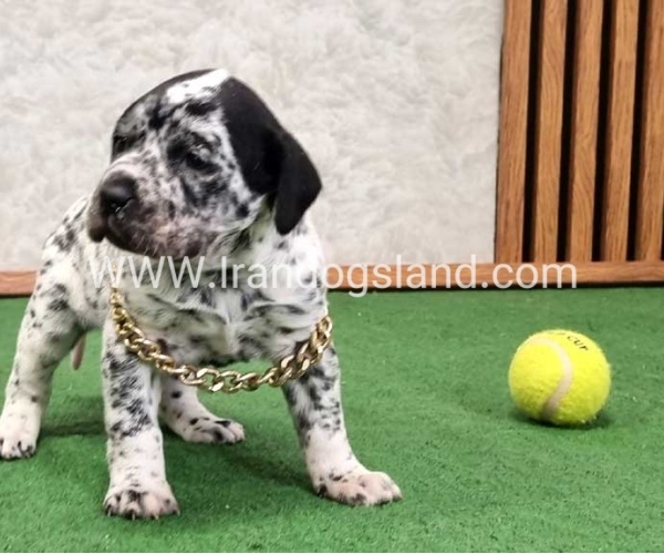 twlh-dalmyshn-dalmation-214_8