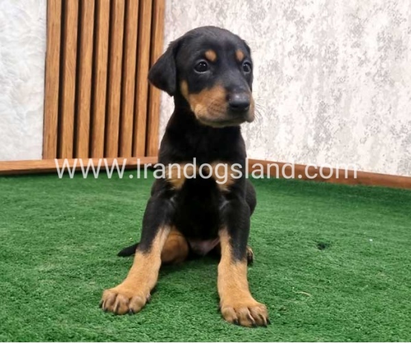 twlh-dwbrmn-doberman-138_2