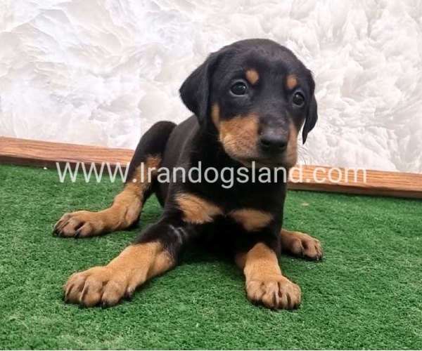 twlh-dwbrmn-doberman-138_3