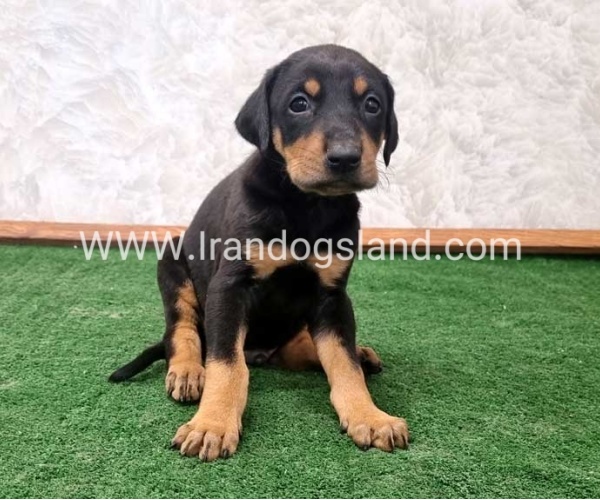 twlh-dwbrmn-doberman-138_4