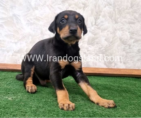 twlh-dwbrmn-doberman-138_5
