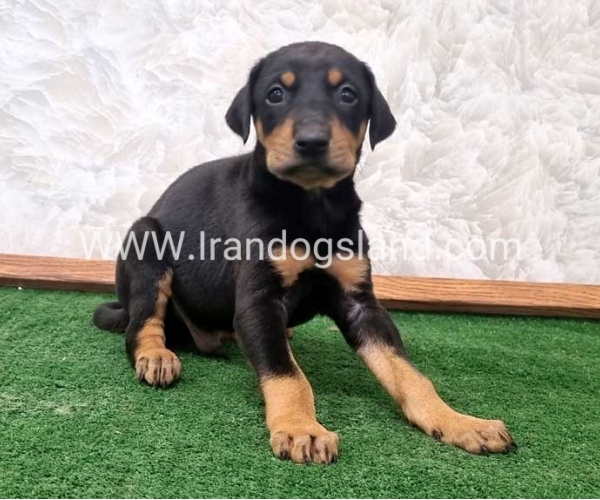 twlh-dwbrmn-doberman-138_6