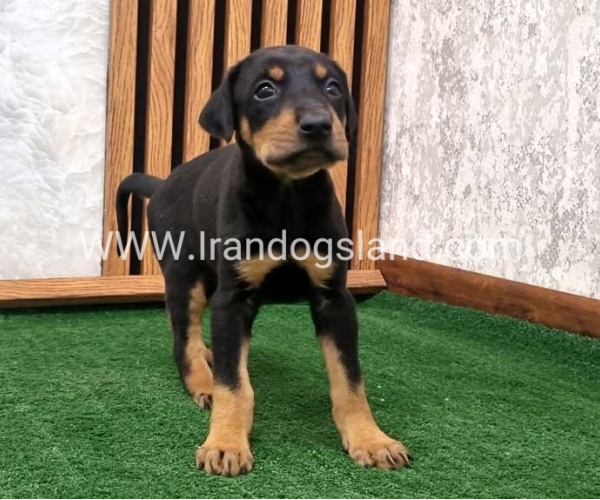 twlh-dwbrmn-doberman-138_7