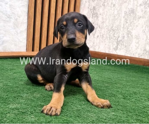 twlh-dwbrmn-doberman-138_8