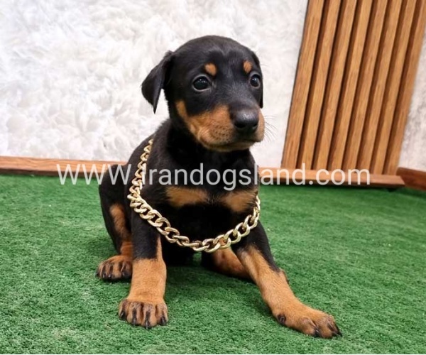twlh-dwbrmn-doberman-141_1