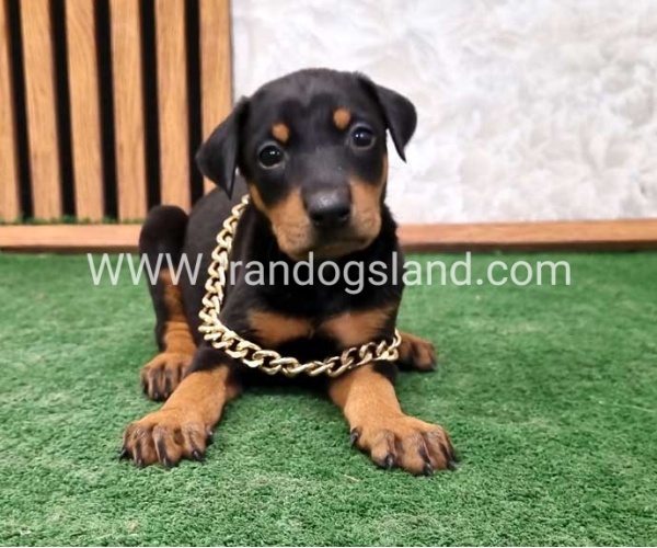 twlh-dwbrmn-doberman-141_10
