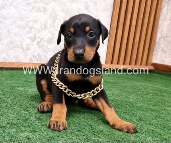 twlh-dwbrmn-doberman-141_2