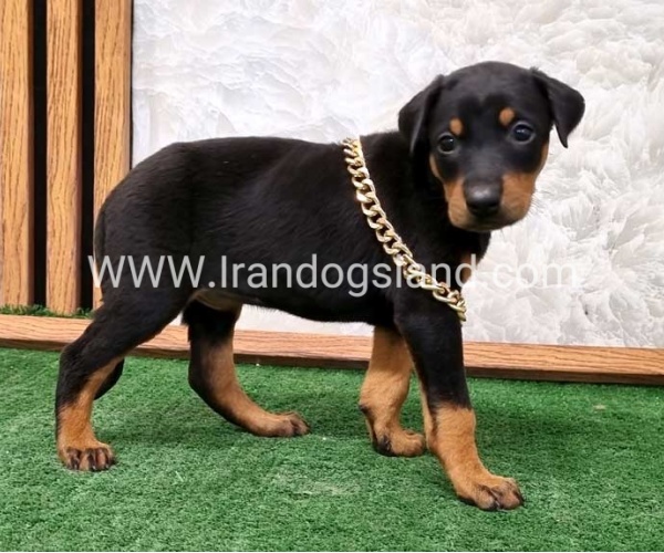 twlh-dwbrmn-doberman-141_3